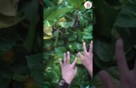 一览所有“证据”细节+5260mAh超长续航！108MP的Xiaomi Mi Note 10居然还能兼职侦探？