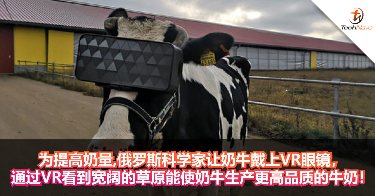 为提高奶量，俄罗斯科学家让奶牛戴上VR眼镜，通过VR看到宽阔的草原能使奶牛生产更高品质的牛奶！