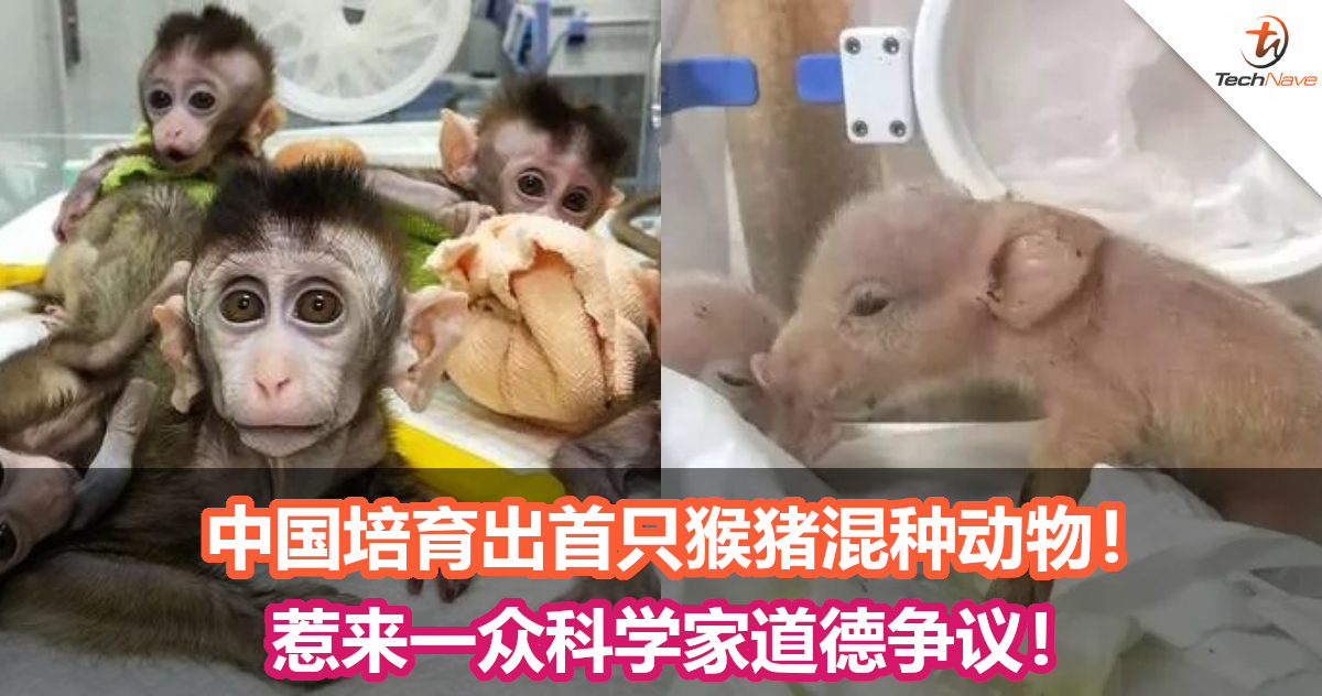 中国培育出首只猴猪混种动物！惹来一众科学家道德争议！