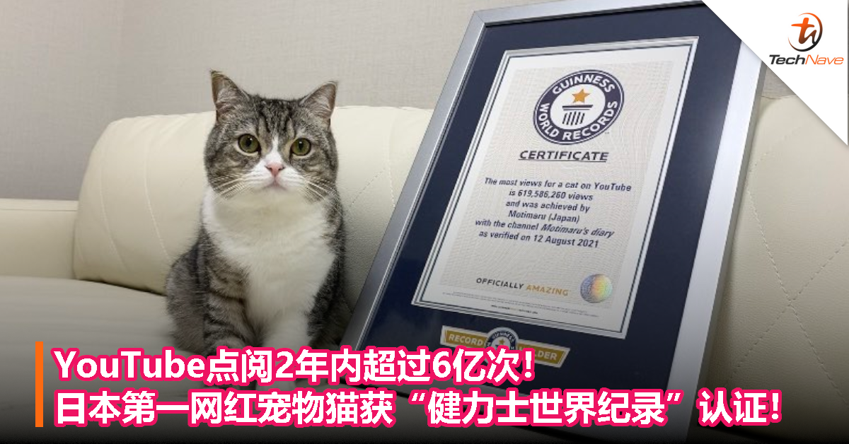 YouTube点阅2年内超过6亿次！日本第一网红宠物猫获“健力士世界纪录”认证！