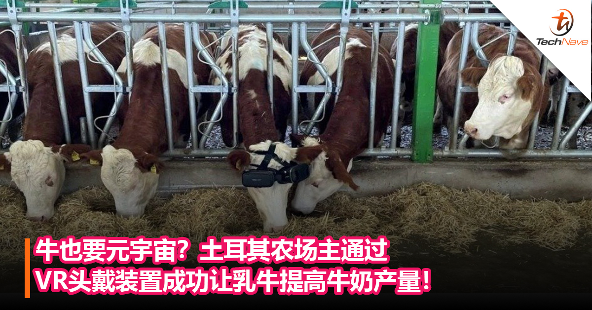 牛也要元宇宙？土耳其农场主通过VR头戴装置成功让乳牛提高牛奶产量！
