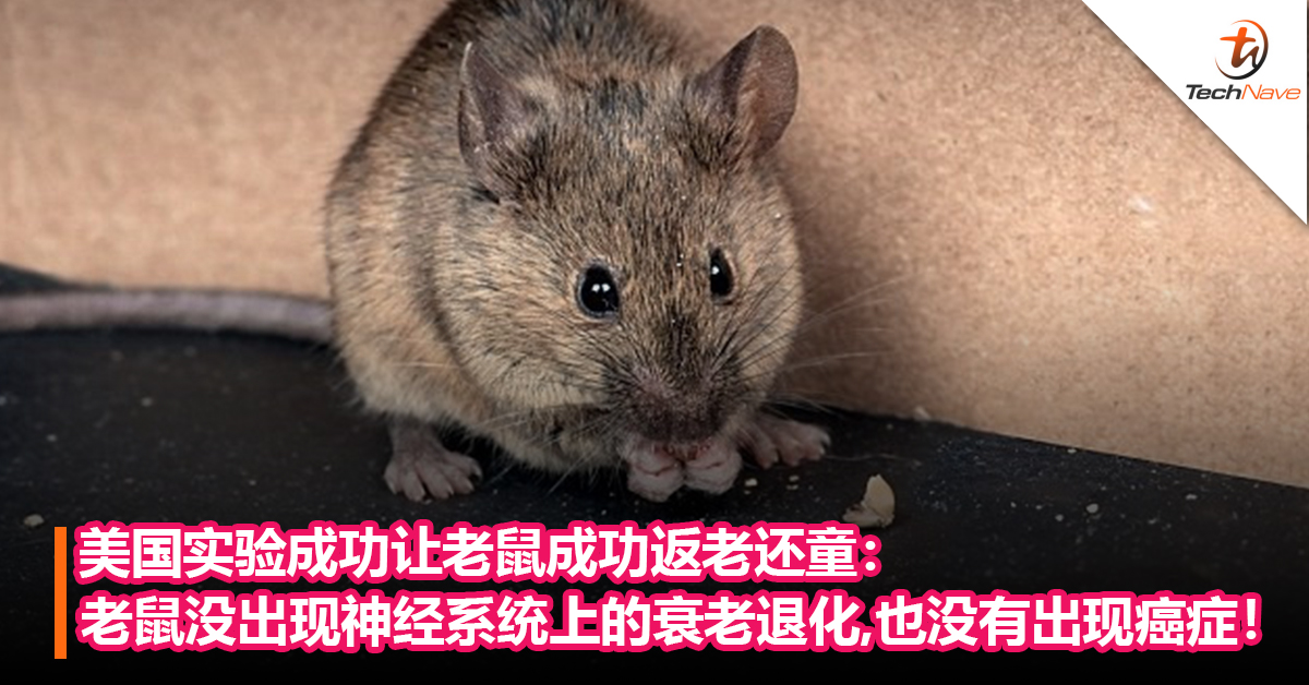 返老还童不再是梦？美国实验成功让老鼠成功返老还童：老鼠并未出现神经系统上的衰老退化，也没有出现癌症！