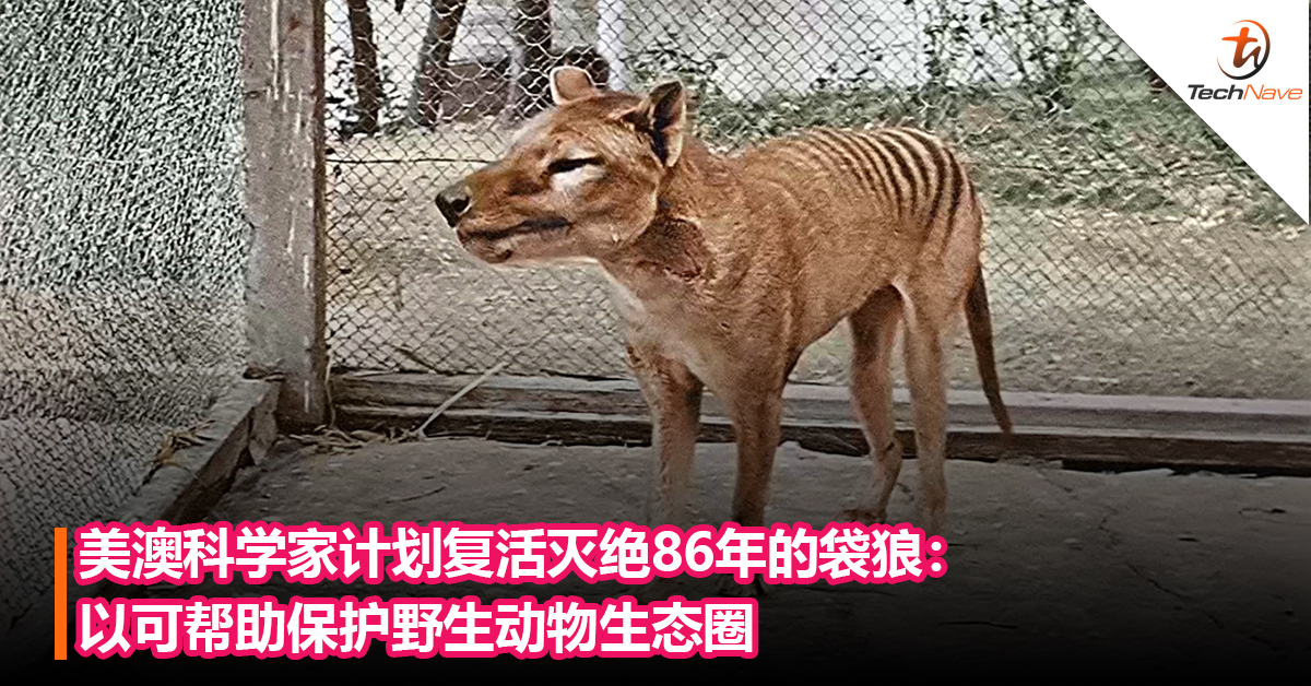 复活绝种动物有望？美澳科学家计划复活灭绝86年的袋狼：以可帮助保护野生动物生态圈