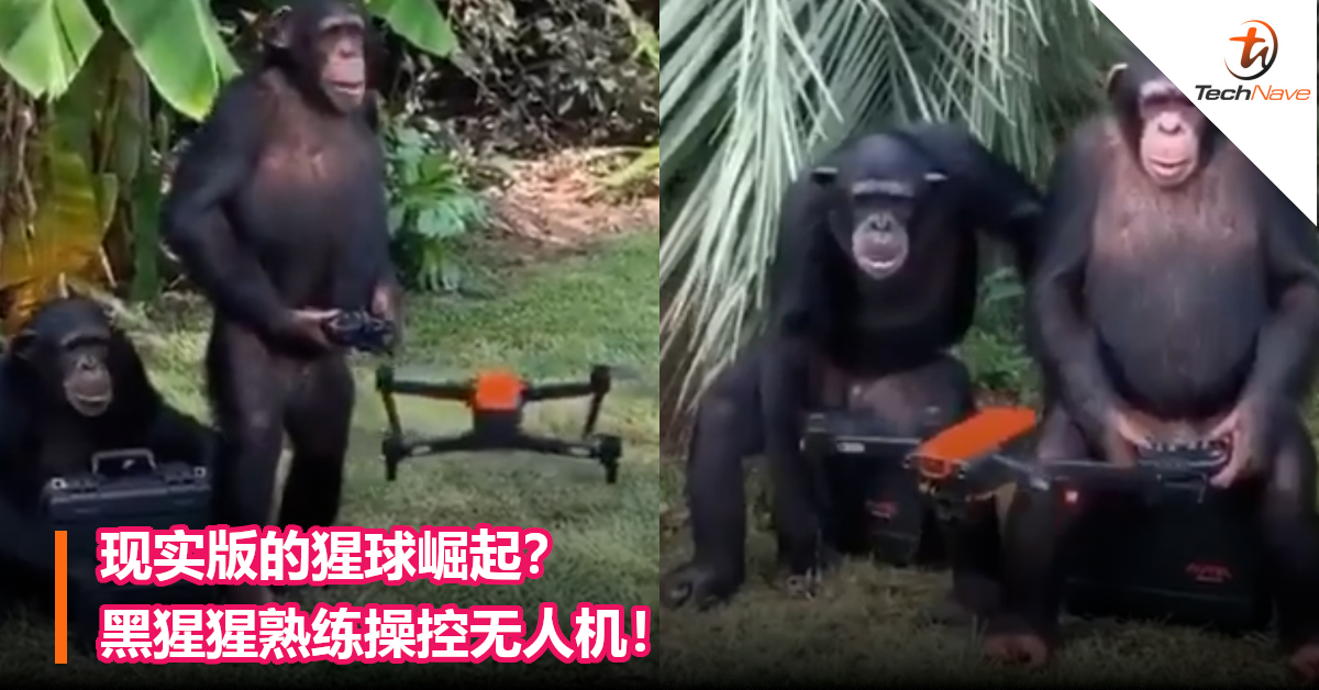 现实版的猩球崛起？黑猩猩熟练操控无人机！